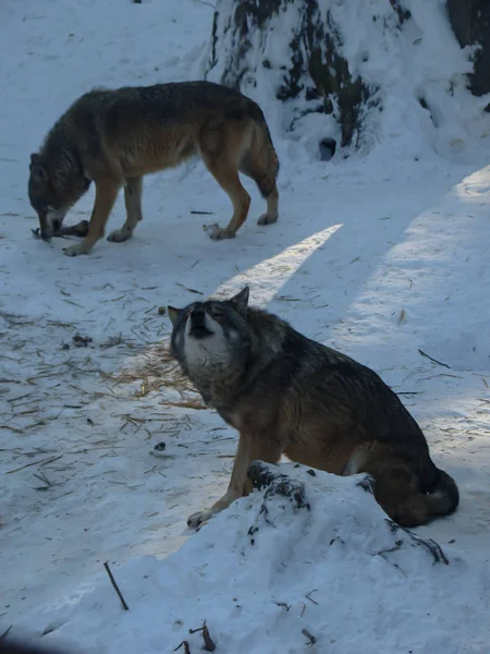 Wolven Spelen Rennen Sneeuw Winter — Stockfoto