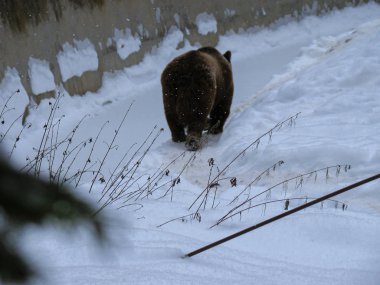 Kışın ormanda karda yürüyen kahverengi ayı.