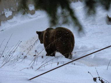 Kışın ormanda karda yürüyen kahverengi ayı.