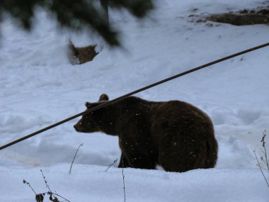 Kışın ormanda karda yürüyen kahverengi ayı.
