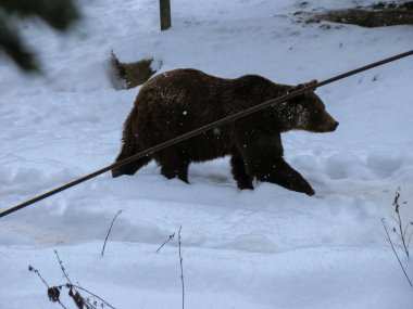 Kışın ormanda karda yürüyen kahverengi ayı.
