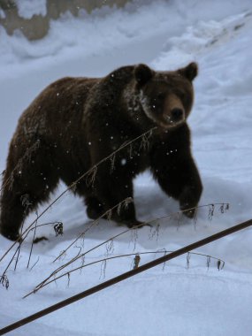Kışın ormanda karda yürüyen kahverengi ayı.