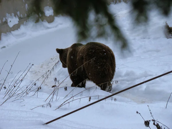 Kışın ormanda karda yürüyen kahverengi ayı.