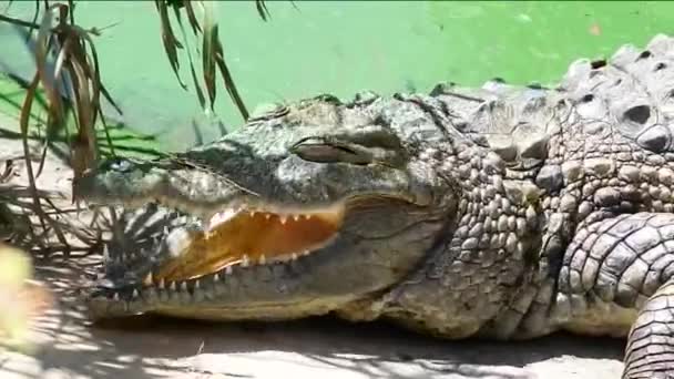 Crocodile with open mouth — Stock Video