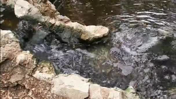 Stream flöden över stenar — Stockvideo