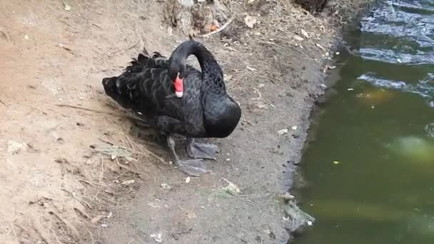 Zwarte zwaan wast op de oever — Stockvideo