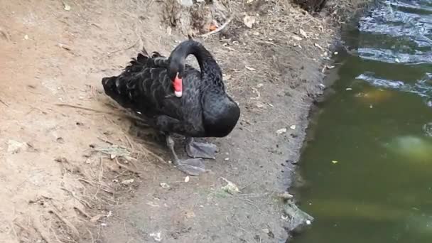 Schwarzer Schwan spült am Ufer — Stockvideo