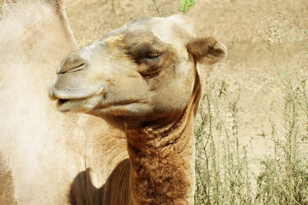 Camel in the aviary — Stock Photo, Image