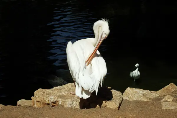 Gran pájaro con plumas blancas — Foto de Stock