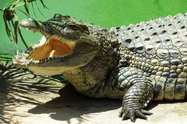 Krokodýl na břehu rybníka — Stock fotografie