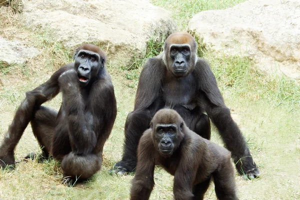 Сім'я орангутангів опівдні — стокове фото