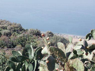 çalılıkları kaktüs