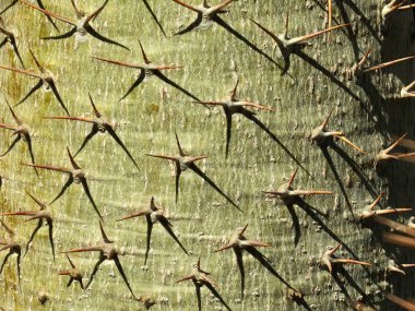 Ölü Deniz çevresinde. 