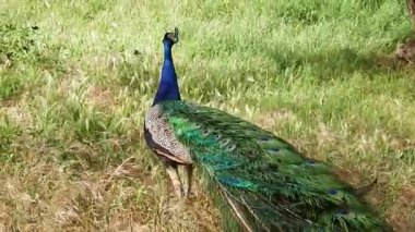 Tavus kuşu çim yürür 