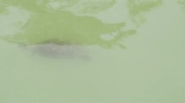 Ürdün Nehri üst ulaşır.  