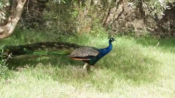 De peacock wandelingen langs het gras — Stockvideo