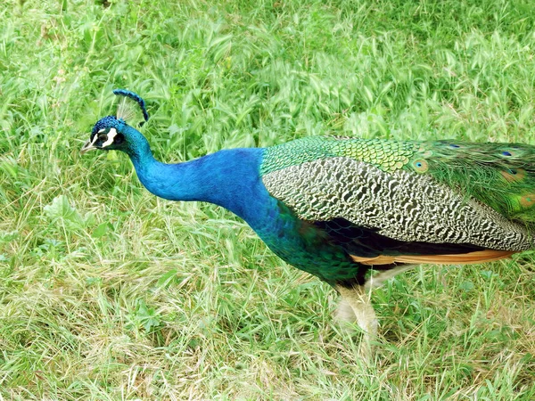 Un pavo real camina — Foto de Stock