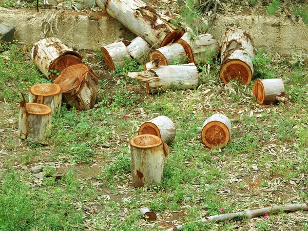 Logs of firewood scattered around the yard