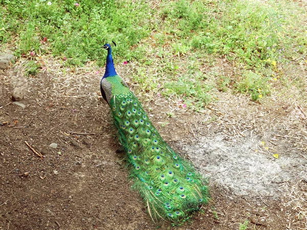 Un pavo real camina — Foto de Stock