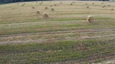 Bir buğday tarlası hasat edildi; etrafında saman yığınları yatıyordu. Bir saman yığını. Gün batımında buğdaydan toplanan tarla. Helikopterin buğday tarlası üzerindeki açıklığı. Sığırlar için iyi bir yem. Güzel arazi.