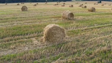 Bir buğday tarlası hasat edildi; etrafında saman yığınları yatıyordu. Bir saman yığını. Gün batımında buğdaydan toplanan tarla. Helikopterin buğday tarlası üzerindeki açıklığı. Sığırlar için iyi bir yem. Güzel arazi.