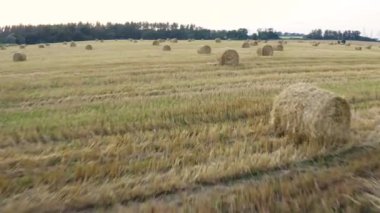 Bir buğday tarlası hasat edildi; etrafında saman yığınları yatıyordu. Bir saman yığını. Gün batımında buğdaydan toplanan tarla. Helikopterin buğday tarlası üzerindeki açıklığı. Sığırlar için iyi bir yem. Güzel arazi.