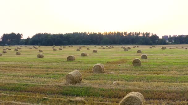 小麦畑が収穫され その周りには干し草が敷かれていた 干し草の山だ 日没時に小麦から収穫された畑 小麦畑の上の銅のスパン 牛への餌だ 美しい畑 — ストック動画