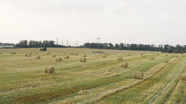 Bir Buğday Tarlası Hasat Edildi Etrafında Saman Yığınları Yatıyordu Bir — Stok video