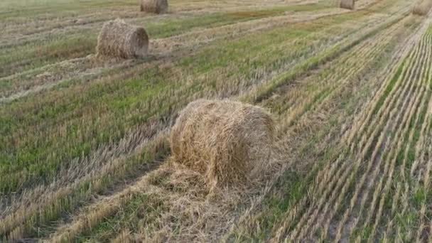 Campo Trigo Fue Cosechado Pajar Yacía Alrededor Una Pila Heno — Vídeos de Stock