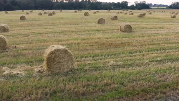 Campo Trigo Fue Cosechado Pajar Yacía Alrededor Una Pila Heno — Vídeos de Stock