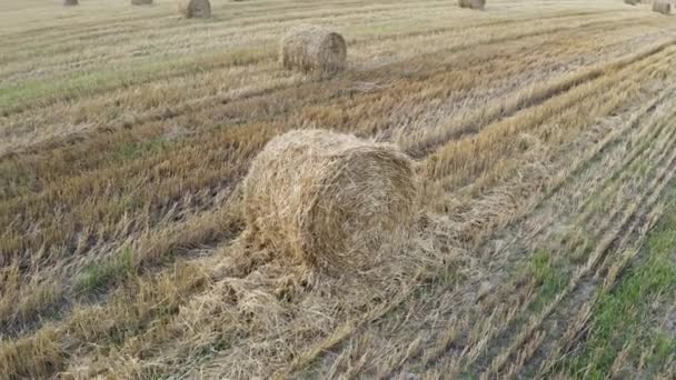 Bir Buğday Tarlası Hasat Edildi Etrafında Saman Yığınları Yatıyordu Bir — Stok video