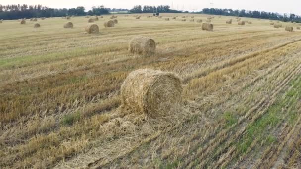 Campo Trigo Fue Cosechado Pajar Yacía Alrededor Una Pila Heno — Vídeos de Stock