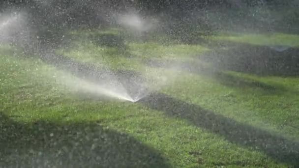 Salpicaduras Agua Plantas Agua — Vídeo de stock