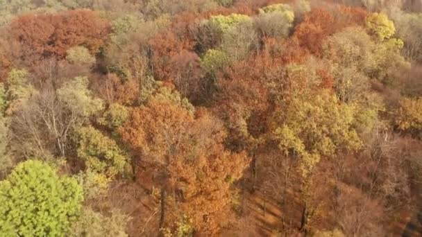 Floresta Outono Primavera Torno Folhagem Verde Floresceu Verdes Belas Árvores — Vídeo de Stock