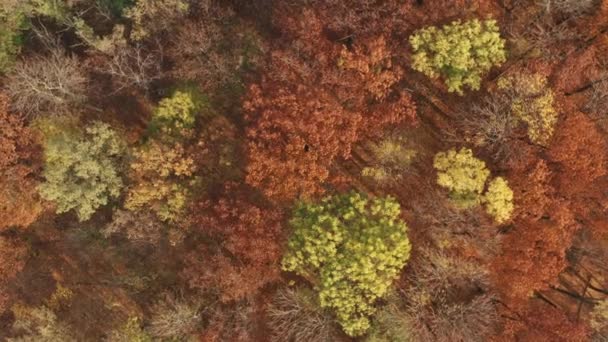 Höstskog Våren Runt Gröna Bladen Blommade Gröna Vackra Unga Träd — Stockvideo