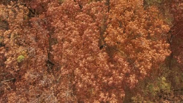 Herfst Bos Lente Rond Het Groene Gebladerte Bloeide Groene Mooie — Stockvideo