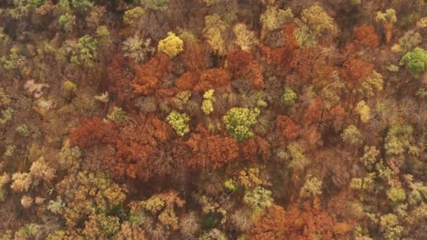 Herbst Wald Frühling Rund Das Grüne Laub Blühte Grün Schöne — Stockvideo