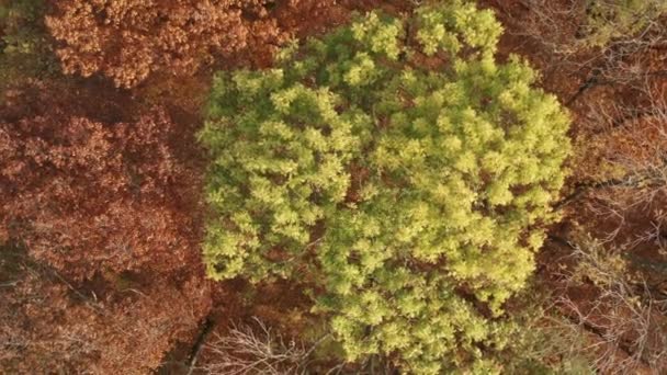 Höstskog Våren Runt Gröna Bladen Blommade Gröna Vackra Unga Träd — Stockvideo