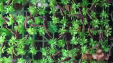 Garra Rufa balık ayağı bakımı, doğal kabuk soyma ve masaj. Bu süreçte, yenilenmeyi teşvik eden ve deri esnekliğini artıran özel enzimler salgılarlar. Balıklar sadece zarar görmüş deri bölgelerini seçer..