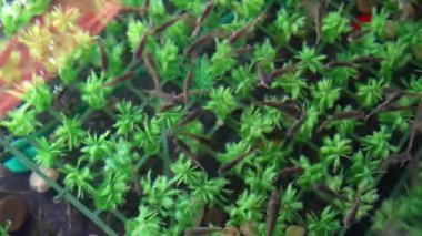 Garra Rufa balık ayağı bakımı, doğal kabuk soyma ve masaj. Bu süreçte, yenilenmeyi teşvik eden ve deri esnekliğini artıran özel enzimler salgılarlar. Balıklar sadece zarar görmüş deri bölgelerini seçer..