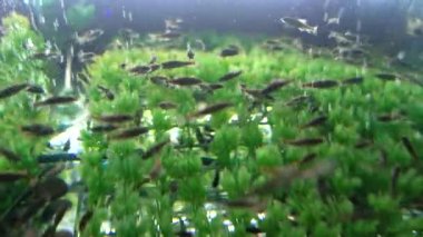 Garra Rufa balık ayağı bakımı, doğal kabuk soyma ve masaj. Bu süreçte, yenilenmeyi teşvik eden ve deri esnekliğini artıran özel enzimler salgılarlar. Balıklar sadece zarar görmüş deri bölgelerini seçer..