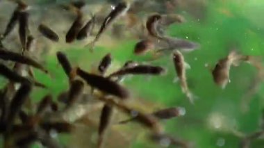 Garra Rufa balık ayağı bakımı, doğal kabuk soyma ve masaj. Bu süreçte, yenilenmeyi teşvik eden ve deri esnekliğini artıran özel enzimler salgılarlar. Balıklar sadece zarar görmüş deri bölgelerini seçer..