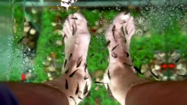 Garra Rufa Poisson Soin Des Pieds Avec Peeling Naturel Massage — Video