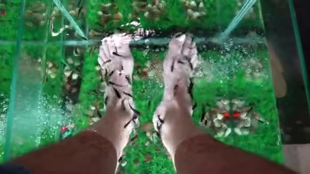 Cuidado Los Pies Los Peces Garra Rufa Con Pelado Natural — Vídeo de stock