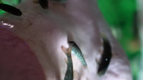 Garra Rufa Pielęgnacji Stóp Ryb Naturalnych Peelingu Masażu Procesie Wydzielają — Wideo stockowe
