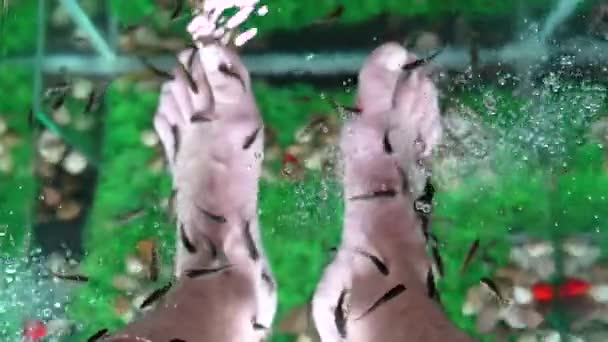 Garra Rufa Cura Del Piede Pesce Con Peeling Naturale Massaggio — Video Stock