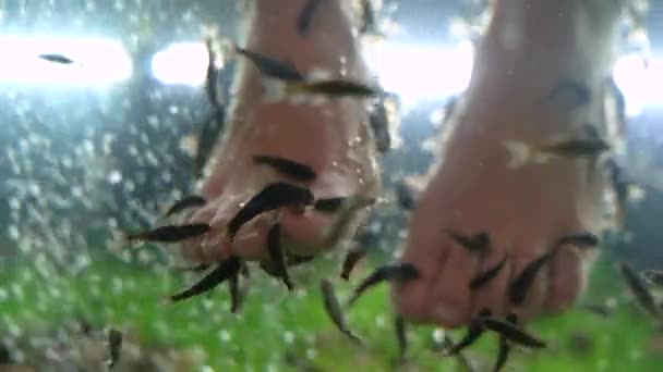 Риба Нога Гарра Руфа Піклується Про Природне Очищення Масаж Процесі — стокове відео