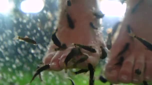 Cuidado Los Pies Los Peces Garra Rufa Con Pelado Natural — Vídeo de stock