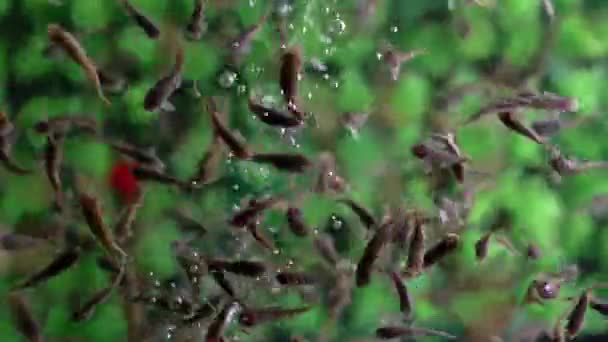 garra rufa fish care