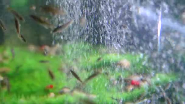Garra Rufa Balık Ayağı Bakımı Doğal Kabuk Soyma Masaj Süreçte — Stok video